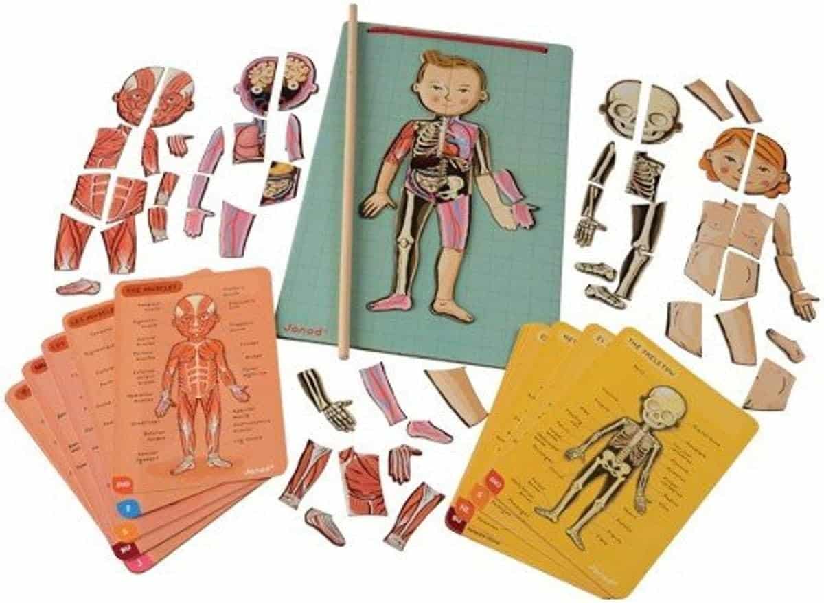body function magnetic puzzle with cards.