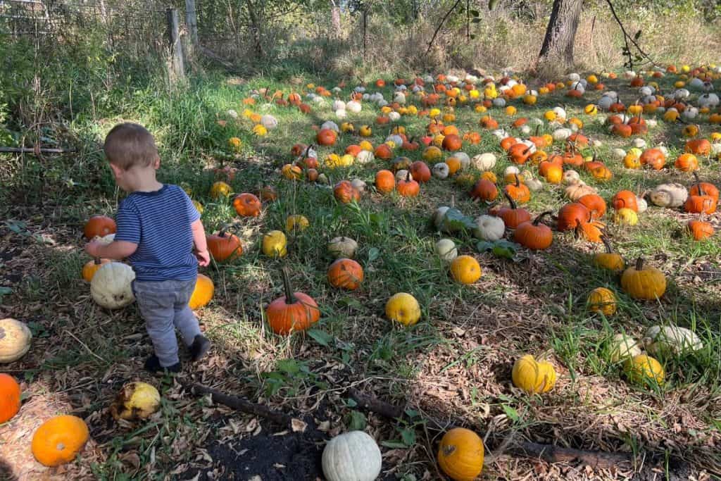 Toddler in a pumpkin patch.