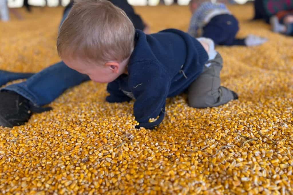 Toddler in a corn pit.