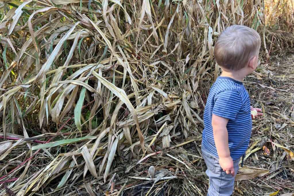 toddler in a corn maze.