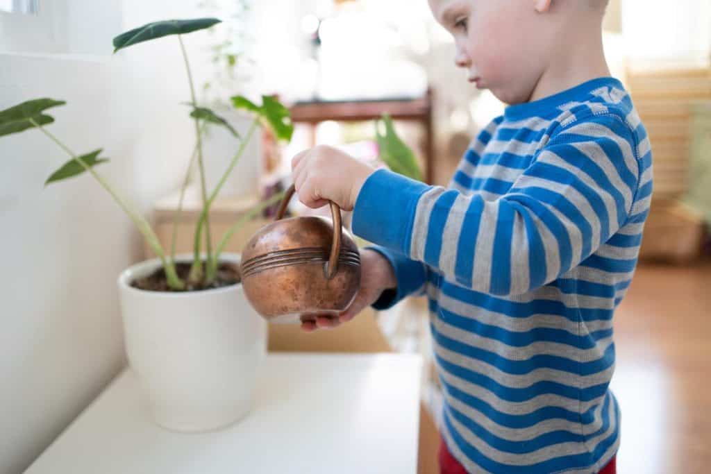 Child watering a house plant with a watering can.