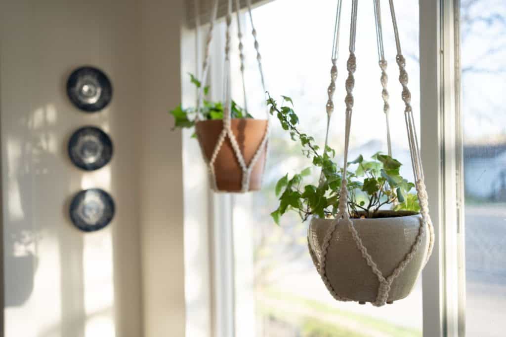 Hanging plant baskets in a window.